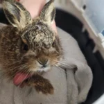 Hasenbaby im Kindergarten gefunden