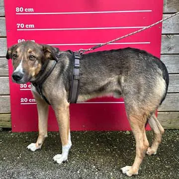 Adoption Gallery Image