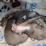 Mutter bei Hausabriss geflohen: Vier Marderbabys fast verhungert