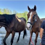 Razzia in NÖ: Über 40 Pferde beschlagnahmt