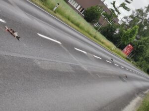 Schock in Braunau: Drei Enten vor Schule totgefahren – Fahrerflucht!