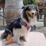 Pfotenhilfe: Tierabgaben spitzen sich zu