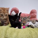 Lebensgefahr: Drei Katzenbabys am Straßenrand „entsorgt“