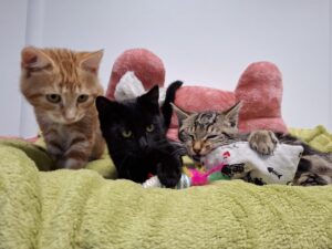 Lebensgefahr: Drei Katzenbabys am Straßenrand „entsorgt“