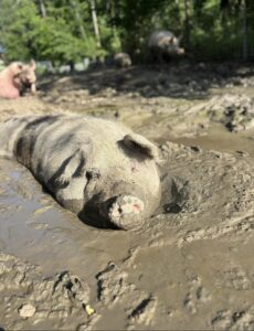 Schweine sind wie Hunde – Überhitzungsgefahr!