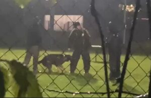 Tierquälerei-Skandal: Beißtrainer machen trotz Verbot weiter!