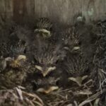 Sonnwendfeuer: Tod am Scheiterhaufen