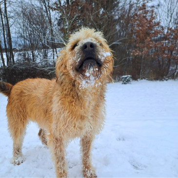 Adoption Gallery Image