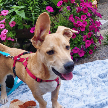 Adoption Gallery Image