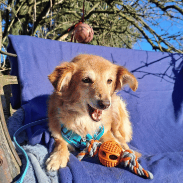 Adoption Gallery Image
