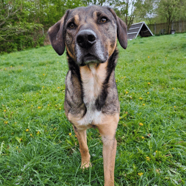 Adoption Gallery Image