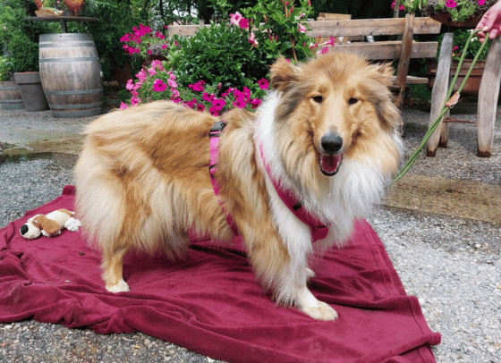 Maggie