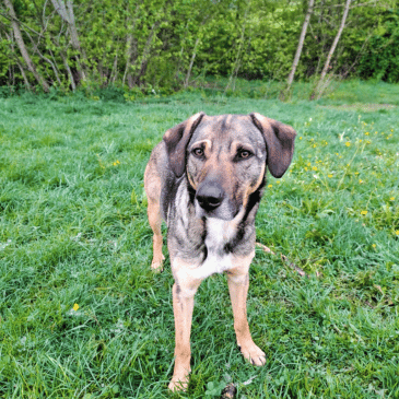 Adoption Gallery Image