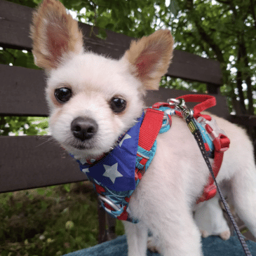 Adoption Gallery Image