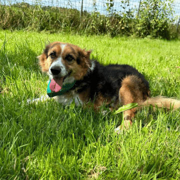 Adoption Gallery Image