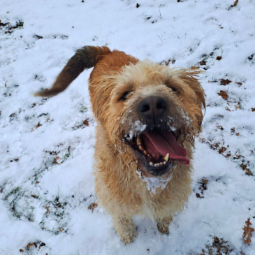 Adoption Gallery Image