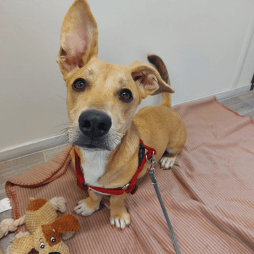 Adoption Gallery Image