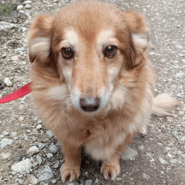 Adoption Gallery Image