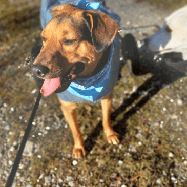 Adoption Gallery Image