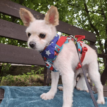 Adoption Gallery Image