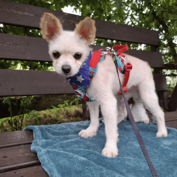 Adoption Gallery Image
