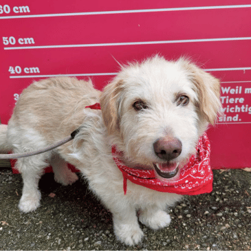Adoption Gallery Image