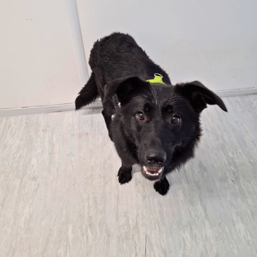 Adoption Gallery Image