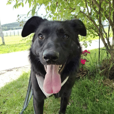 Adoption Gallery Image