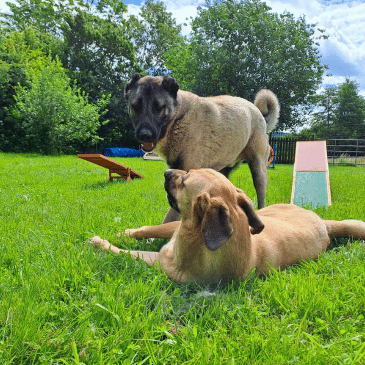 Adoption Gallery Image