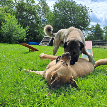 Adoption Gallery Image