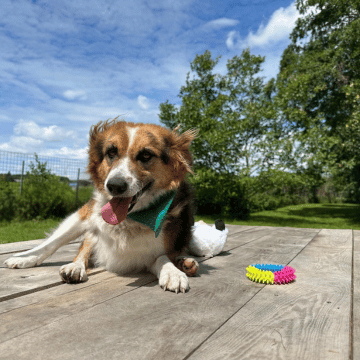 Adoption Gallery Image