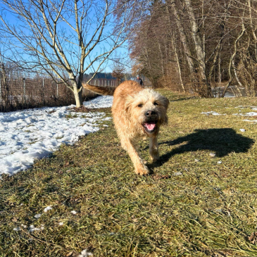 Adoption Gallery Image