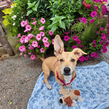 Adoption Gallery Image