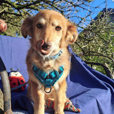Adoption Gallery Image