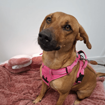 Adoption Gallery Image