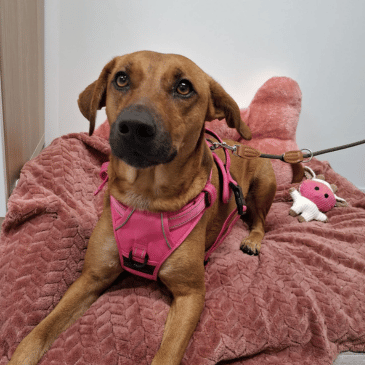 Adoption Gallery Image
