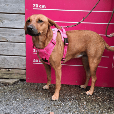 Adoption Gallery Image