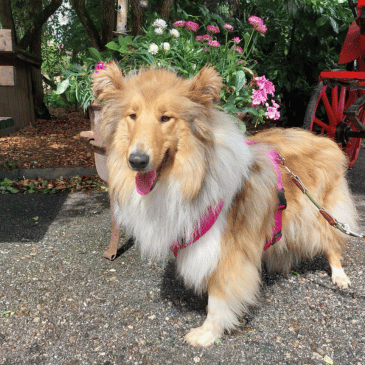 Adoption Gallery Image