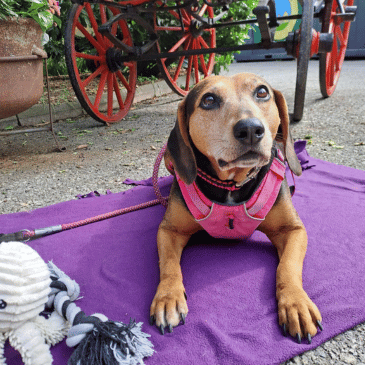Adoption Gallery Image