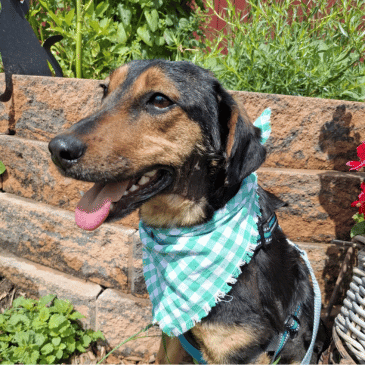 Adoption Gallery Image