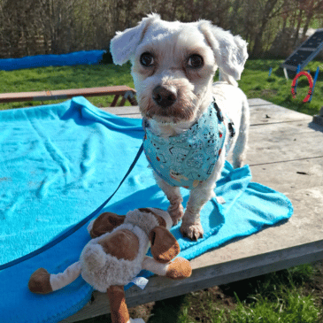 Adoption Gallery Image