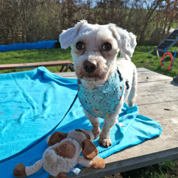 Adoption Gallery Image