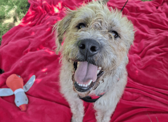 Heidi