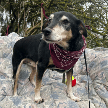 Adoption Gallery Image