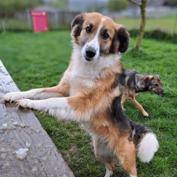 Adoption Gallery Image