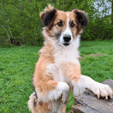 Adoption Gallery Image