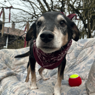 Adoption Gallery Image