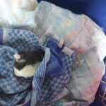 Weltkatzentag: Wieder Katzenbaby bei Pizzeria in Eferding ausgesetzt!