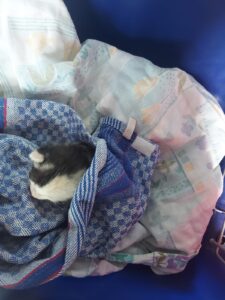 Weltkatzentag: Wieder Katzenbaby bei Pizzeria in Eferding ausgesetzt!