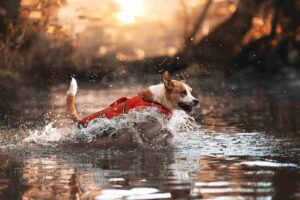 Pfotenhilfe: Hunde mit hinein nehmen!